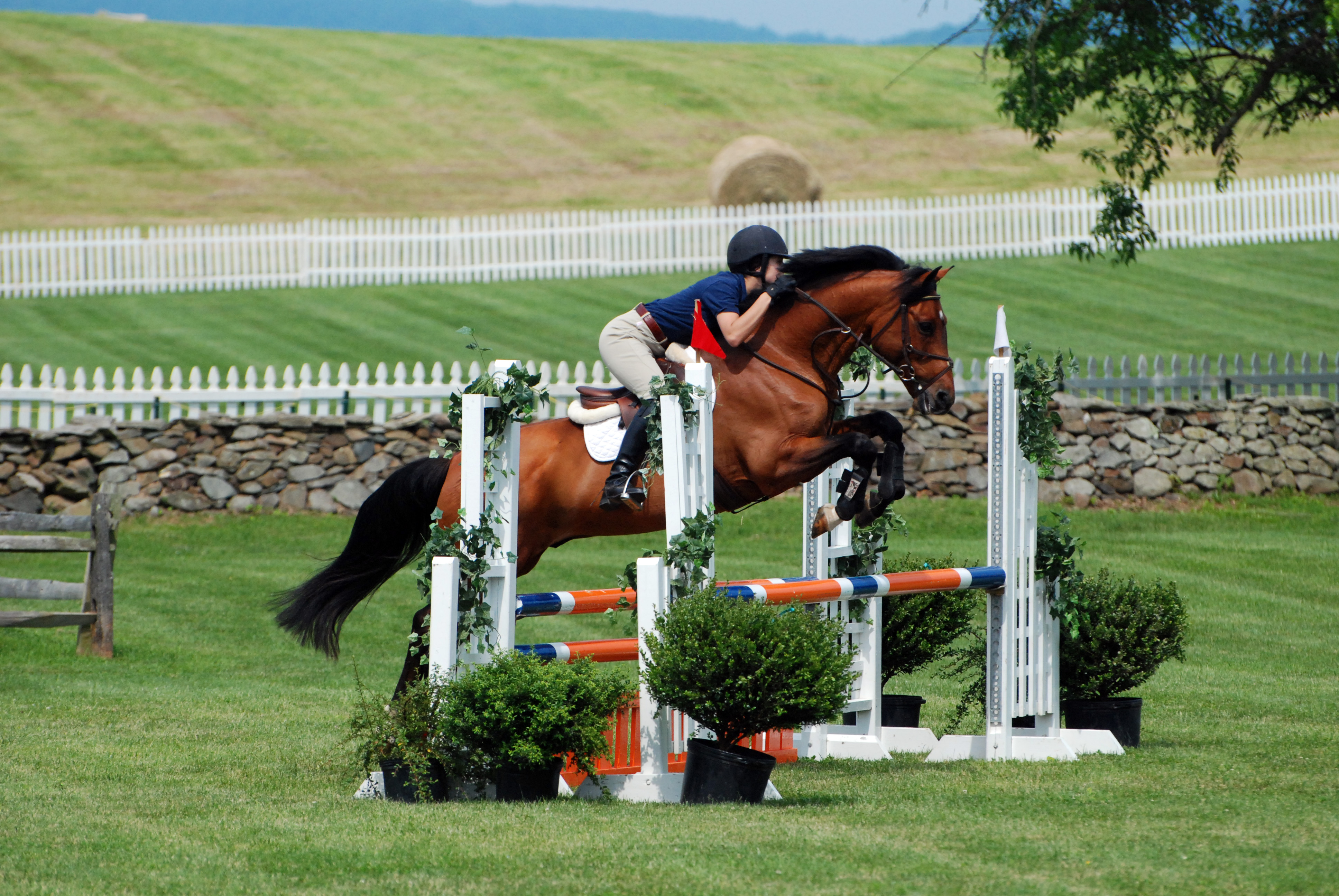 JumpingPics/WillieUpperville2.jpg