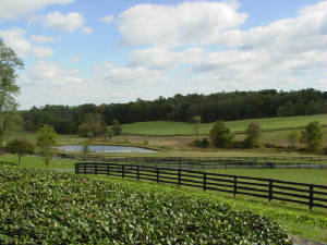 RollingAcresFarm/barn_landscape_rollling_acres.JPG