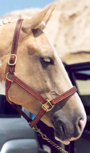 misc/rem3halter.jpg